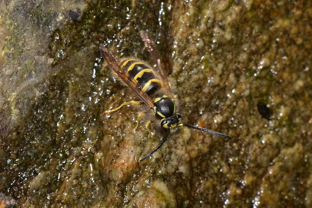 Vespula vulgaris